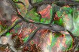 Rainbow Colored Ammolite (Fossil Ammonite Shell) - Alberta #236407-1